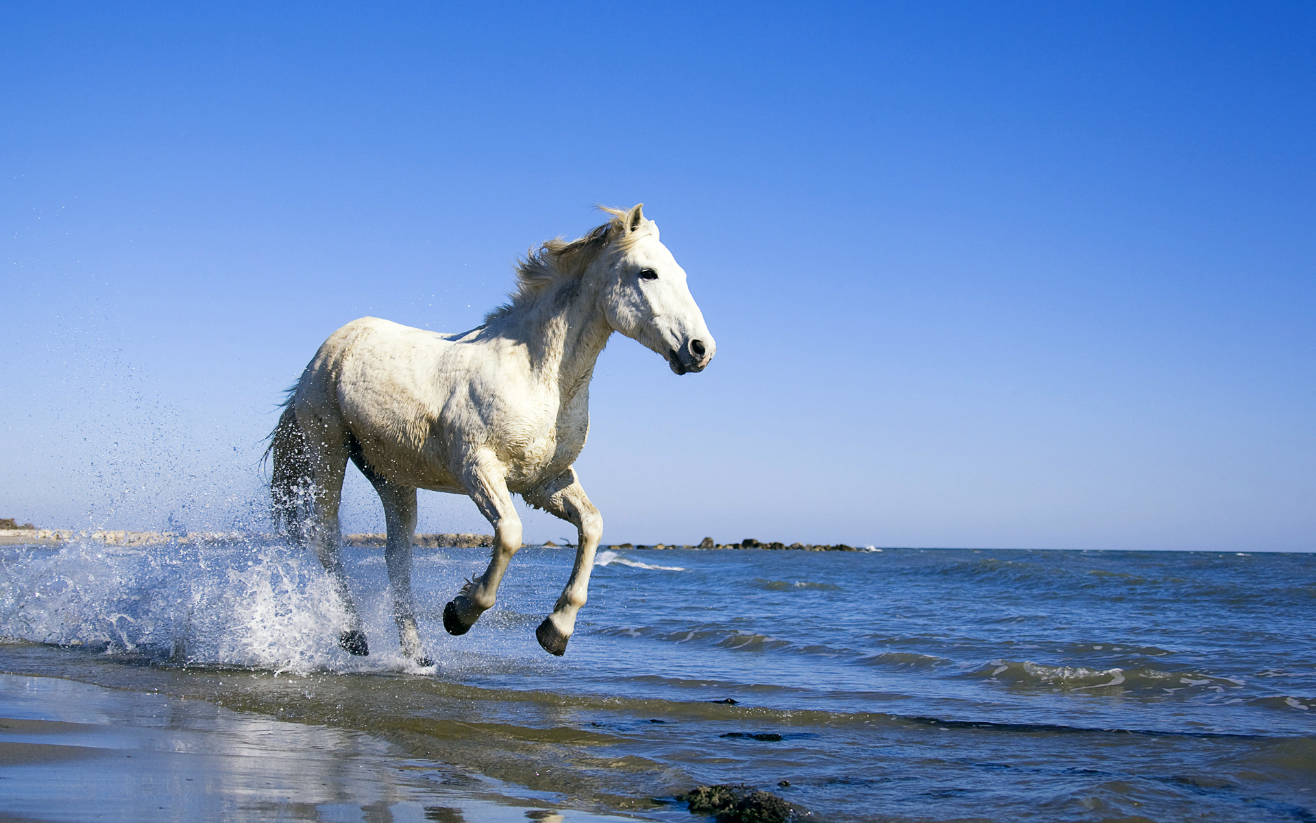 Camargue White Horse9845519260 - Camargue White Horse - white, Tropical, horse, Camargue